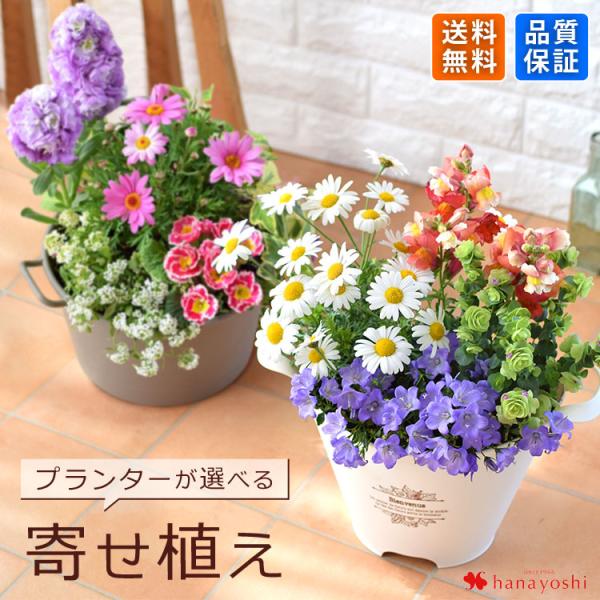 【内容】●寄せ植え１個季節の花苗/グリーン※季節の苗物でお作りするため、内容や花色は当店におまかせください。プランター（お選びください）育て方説明書 / 品質保証付ショップカード/ご希望の方に メッセージカード、ギフト用にはラッピング＊入荷...