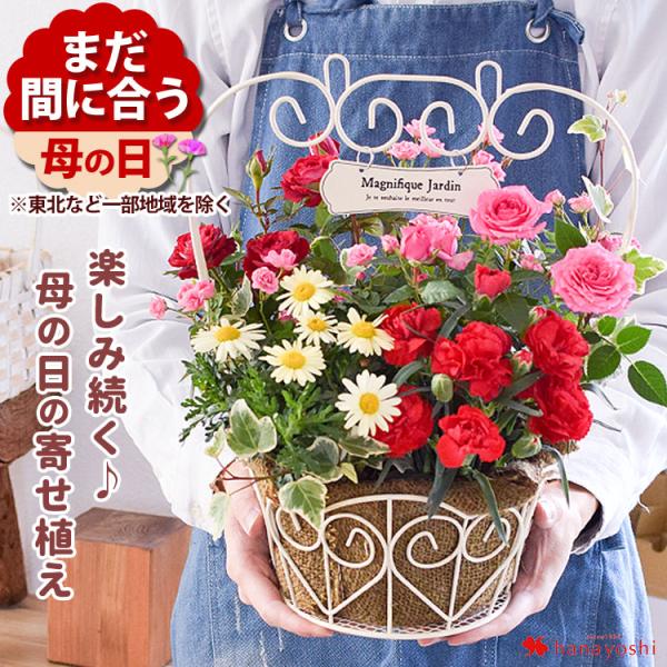 【内容】寄せ植え完成品ミニバラ/ミニバラ(みさき)/ガーデンカーネーション/マーガレット/アイビー/当店オリジナル母の日カード/取扱説明書/品質保証付きショップカード※プレート付きバスケットに植え込んでお届けします。※入荷状況により、花材・...