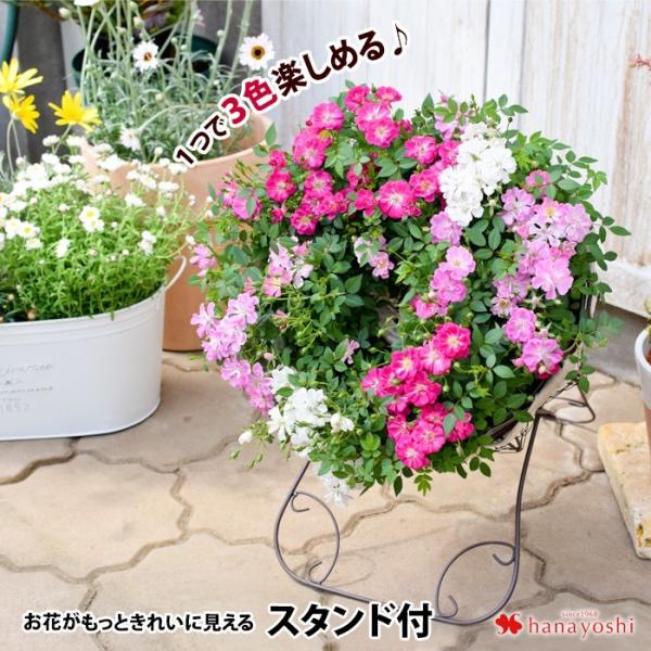 母の日 プレゼント 花 ギフト 21 母の日限定 １つで3色楽しめる ウェルカムローズ スタンド付 ミニバラ 鉢植え 5 4 5 9の間にお届け 鉢花 花鉢 送料無料 Buyee Buyee 提供一站式最全面最專業現地yahoo Japan拍賣代bid代拍代購服務 Bot Online