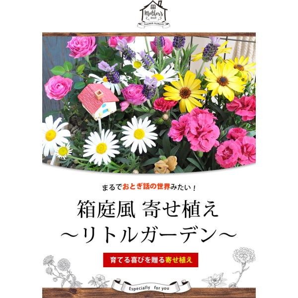 母の日 ギフト 鉢植え 花 プレゼント 母の日限定の 箱庭風 寄せ植え リトルガーデン 5 5 5 10の間にお届け Buyee 日本代购平台 产品购物网站大全 Buyee一站式代购 Bot Online