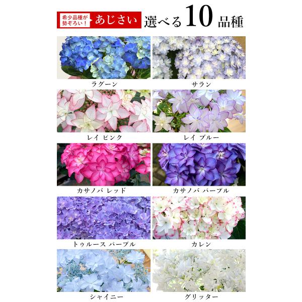 母の日 ギフト 花 プレゼント 21 大栄花園さんの アジサイ ５号 鉢植え In バスケット 5 4 5 9の間にお届け 鉢花 花鉢 Buyee Buyee 日本の通販商品 オークションの代理入札 代理購入