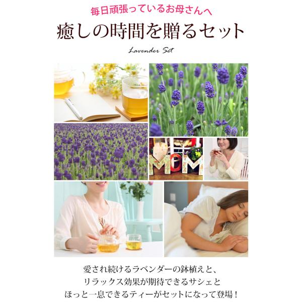 早割 母の日 プレゼント 花 ギフト 21 ラベンダー 鉢植え 4種類のティーバック ピローサシェ セット 花鉢 アロマ リラックス 癒し 母の日ギフト Buyee Buyee 日本の通販商品 オークションの代理入札 代理購入