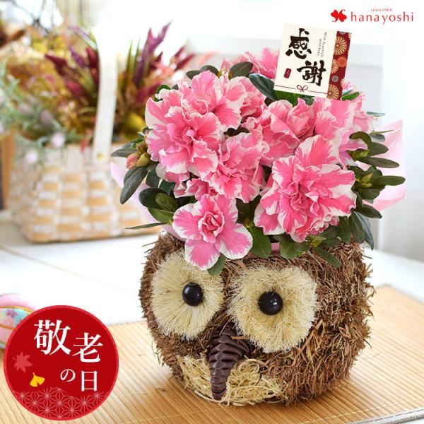 ふくろう 花の人気商品 通販 価格比較 価格 Com