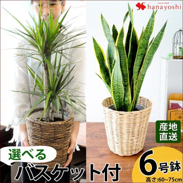 産地直送 観葉植物 インテリア ギフト 選べる4種類 観葉植物６号鉢 観葉植物 鉢 新築祝い 引越し祝い 開店祝い 開業祝い 昇進祝い プレゼント Buyee Buyee 提供一站式最全面最專業現地yahoo Japan拍賣代bid代拍代購服務 Bot Online