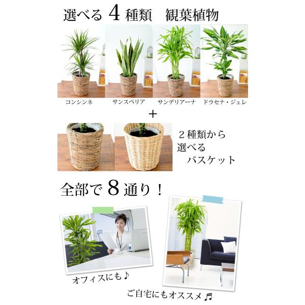 産地直送 観葉植物 インテリア ギフト 選べる4種類 観葉植物６号鉢 観葉植物 鉢 新築祝い 引越し祝い 開店祝い 開業祝い 昇進祝い プレゼント Buyee Buyee 提供一站式最全面最專業現地yahoo Japan拍賣代bid代拍代購服務 Bot Online
