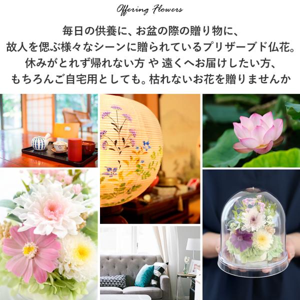 ������ ������ �v���U�[�u�h�t�����[ ���� �K���X�h�[�� ���~ �� 49�� �@�v ����� ���� �@�� ���� ���蕨 �u���U�[�h ���d�p �������h�[�� �z�� �W�j�A ���i�摜1