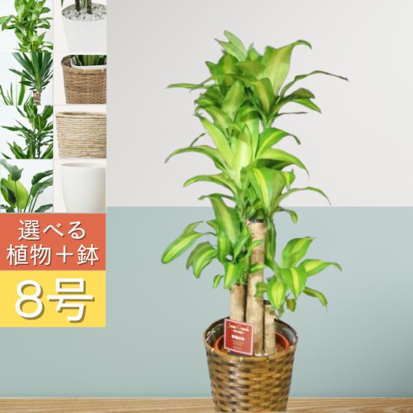 ドラセナ☆ユッカ エレファンティペス☆幸福の木☆観葉植物☆大きめ！ hanazakari_dorasena-8b