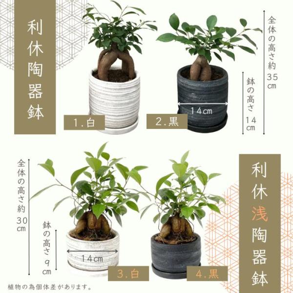 観葉植物 ガジュマル (多幸の木) 5号 白鉢 黒鉢 陶器鉢 おしゃれな鉢