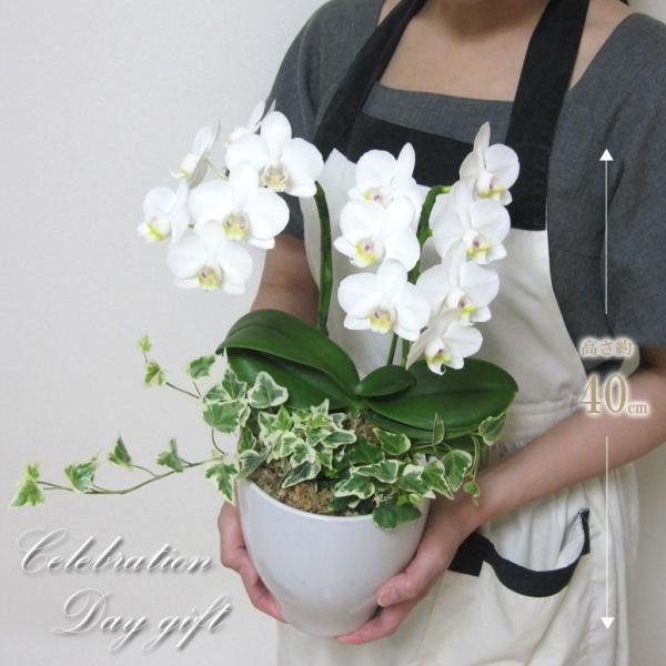 ミニ胡蝶蘭2本立ち アマビリス アイビー寄せ植え 選べる4種類の鉢 ミディ胡蝶蘭 コチョウラン 開店祝い 開業祝い 新築祝い 各種お祝い ギフトに Buyee Buyee 日本の通販商品 オークションの代理入札 代理購入