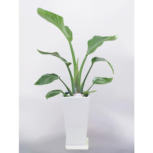 ϗtA Xg`AI[KX^ 6 p픫 CeA Mtg Ă₷ z Vz JX Mtg   o^C