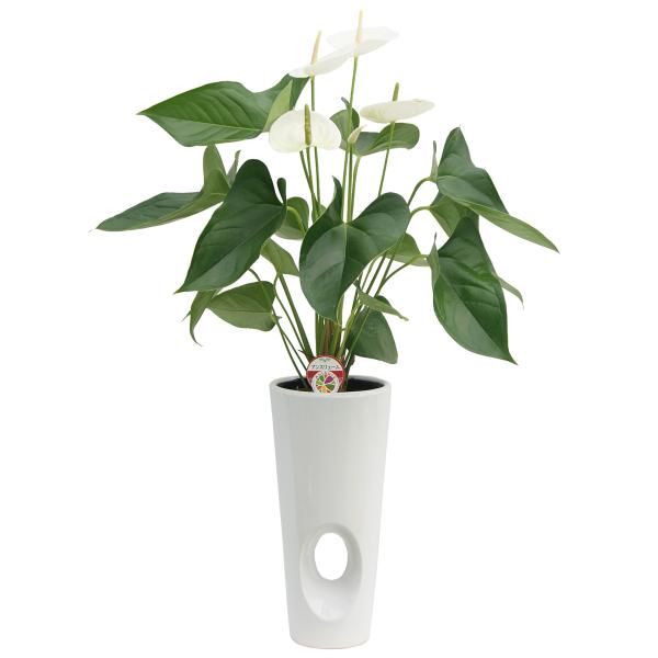 【廃盤】アンスリュームモンタナ 陶器鉢カバー 6号 花もちのいい観葉植物 床置き 観葉植物 陶器鉢 ギフト おしゃれ バレンタイン