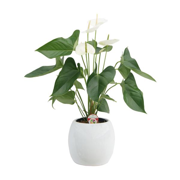 アンスリュームモンタナ 陶器丸鉢カバー 6号 花もちのいい観葉植物 床置き 観葉植物 陶器鉢 冬ギフト おしゃれ 正月 お歳暮【廃盤】