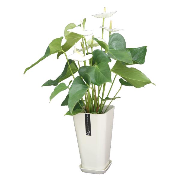 アンスリュームモンタナ カラーポット 6号 花もちのいい観葉植物 床置き 観葉植物 陶器鉢 ギフト おしゃれ バレンタイン