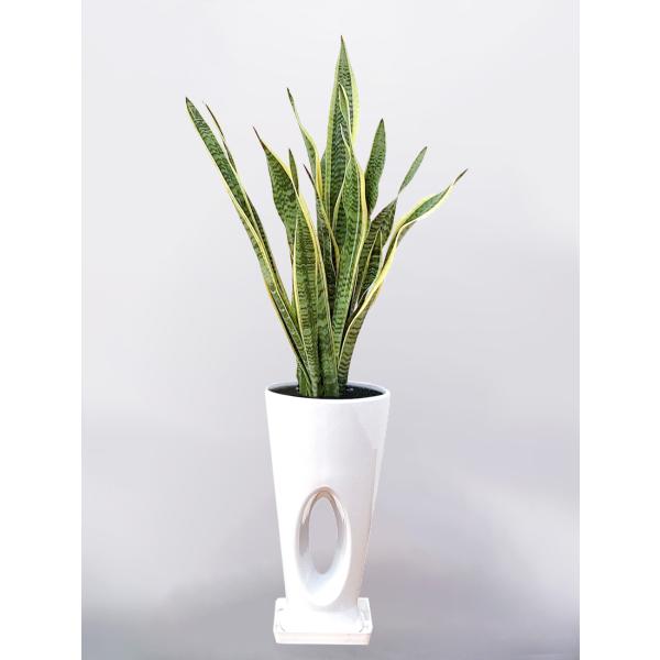 観葉植物 サンセベリア サンスベリア 7号 穴高陶器鉢 インテリア