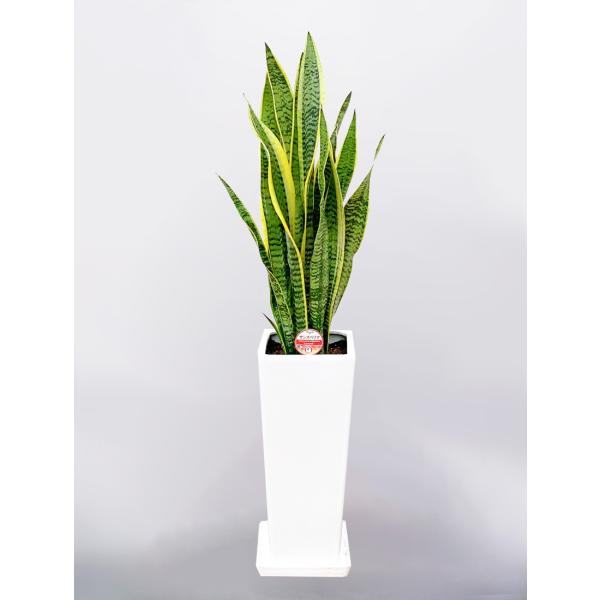 観葉植物 7号 サンスベリアの人気商品 通販 価格比較 価格 Com