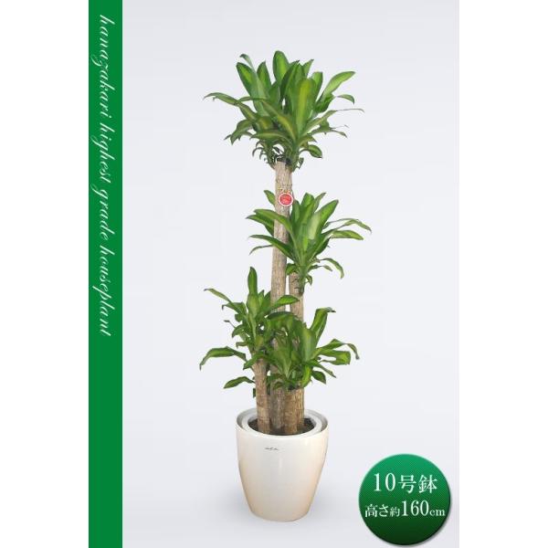 観葉植物 10号 幸福の木の人気商品・通販・価格比較 - 価格.com