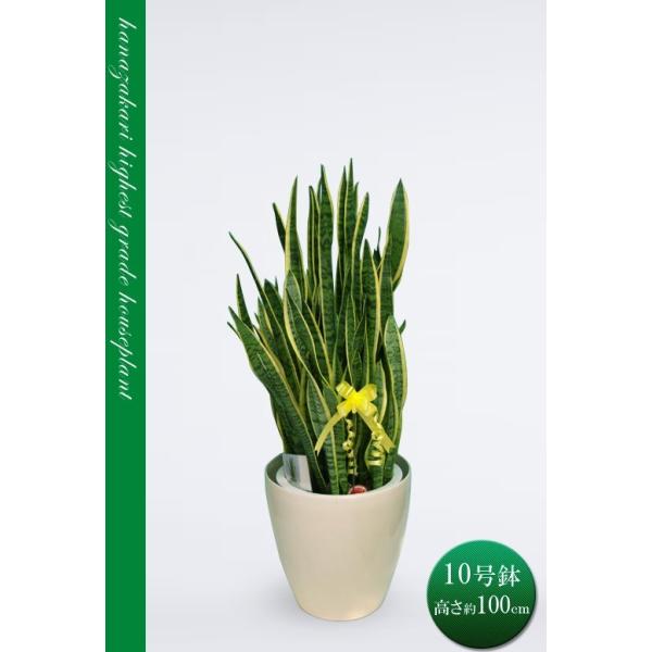 ϗtA TXxA TZxA gt@XLA^ [eB 10X^[|bg  Mt 100cm JXj Mtg  