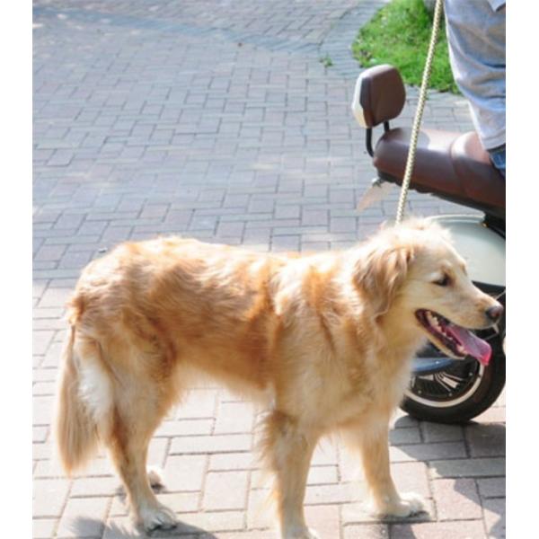 犬 ハーネス リード ペット用品 プレミアム おしゃれ 犬 ドッグ ツートンハーネス 2色入り 散歩 中型犬 大型犬用 ハーネス リード Buyee Buyee 日本の通販商品 オークションの代理入札 代理購入