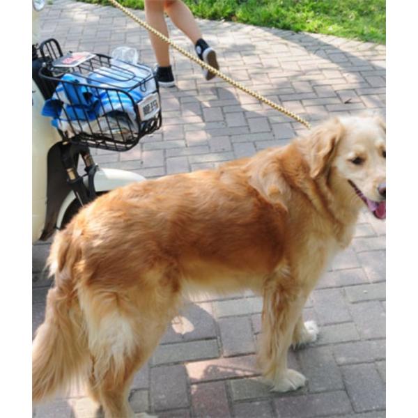 犬 ハーネス リード ペット用品 プレミアム おしゃれ 犬 ドッグ ツートンハーネス 2色入り 散歩 中型犬 大型犬用 ハーネス リード Buyee Buyee 日本の通販商品 オークションの代理入札 代理購入