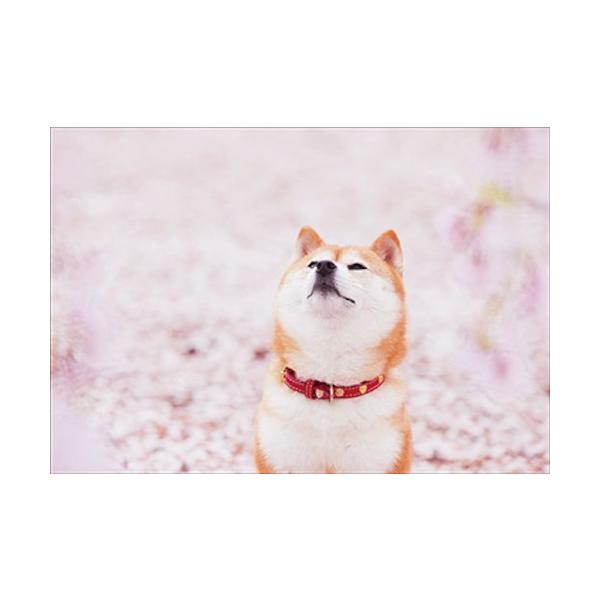 柴犬 ポストカード 生活雑貨の人気商品 通販 価格比較 価格 Com