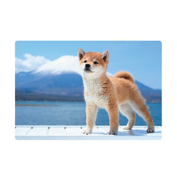 柴犬 ポストカードの人気商品 通販 価格比較 価格 Com