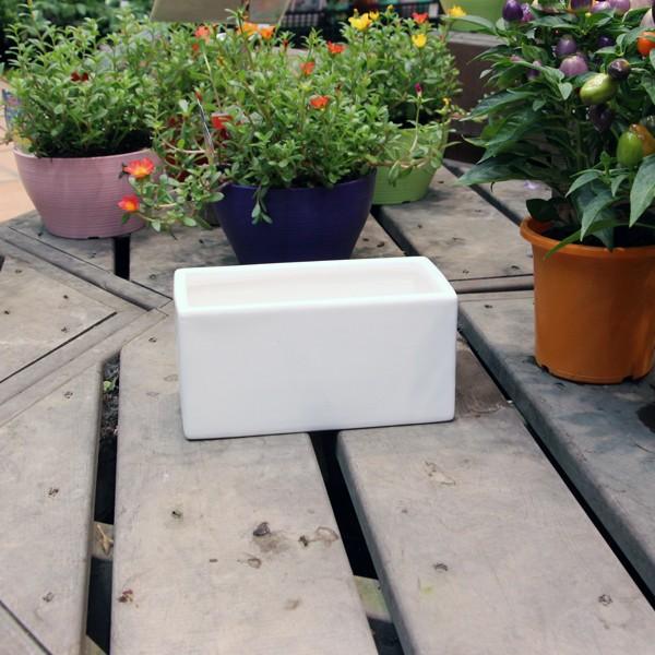 陶器鉢 植木鉢 ホワイトポット横長型 小 幅20cm×高さ10cm