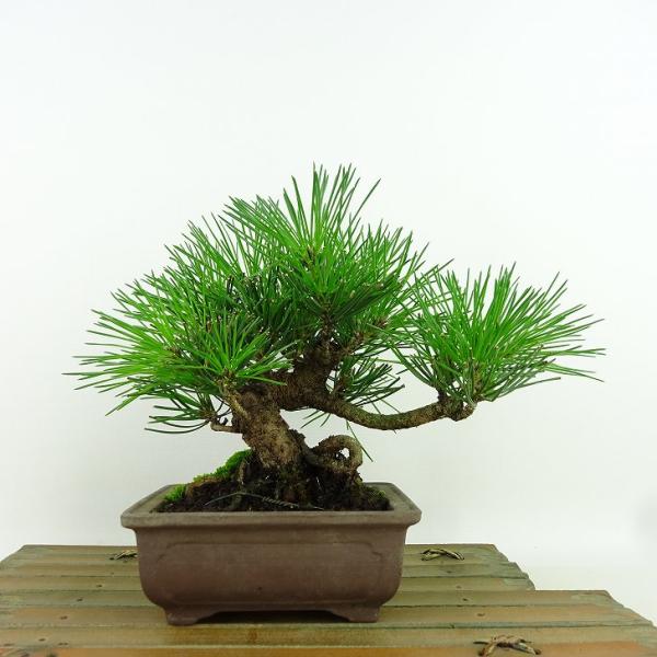 盆栽 松 黒松 樹高 約15cm くろまつ Pinus thunbergii クロマツ マツ科