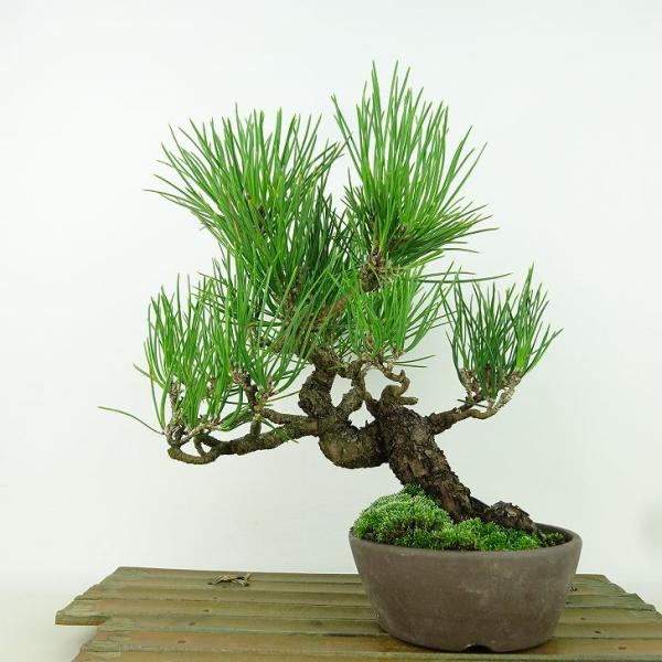 盆栽 松 黒松 樹高 約22cm くろまつ Pinus thunbergii クロマツ マツ科