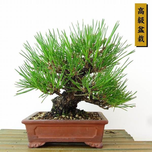 haniwa-bonsai_001-222000-13