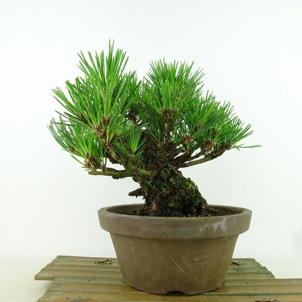 haniwa-bonsai_001-23600-12
