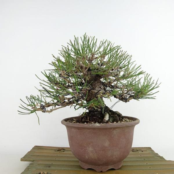 haniwa-bonsai_006-24500-04 haniwa-bonsai_006-24500-04