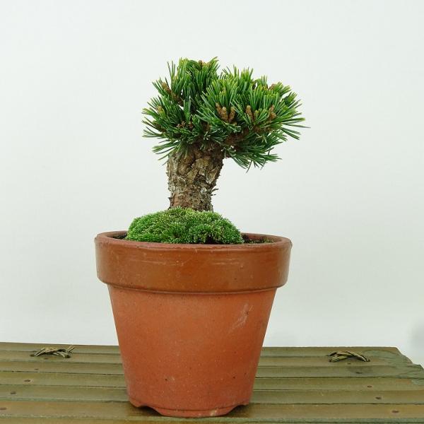 盆栽 松 五葉松 明星 樹高 約8cm ごようまつ Pinus parviflora