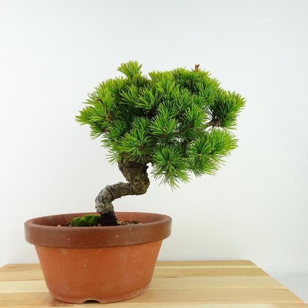 盆栽 松 五葉松 樹高 約21cm ごようまつ Pinus parviflora 盆栽 松 五葉松 樹高 約21cm ごようまつ Pinus parviflora