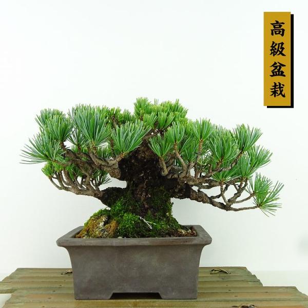 流れる幹の針葉樹盆栽 盆栽 一位 樹高 上下 約19cm いちい Taxus cuspidata イチイ