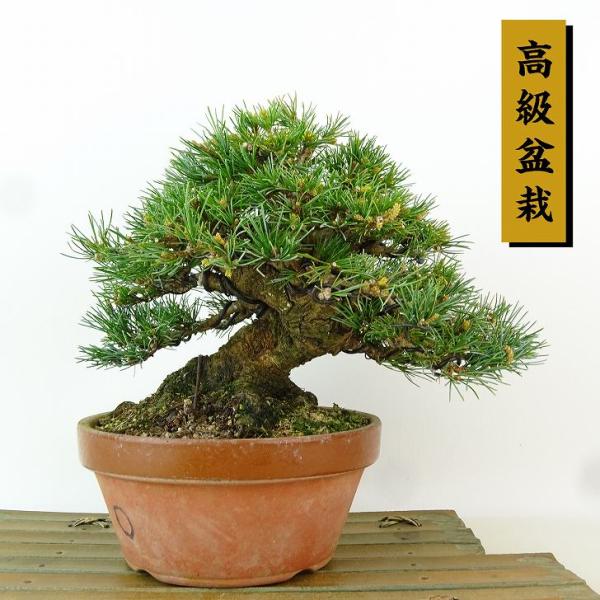 樹高14㎝　本欅　箒作り　小品　盆栽　真柏　黒松　五葉松　百日紅　モミジ　桜 盆栽 松 五葉松 樹高 約15cm ごようまつ 高級盆栽 Pinus parviflora