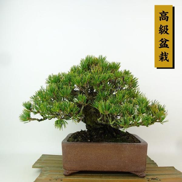 盆栽 松 五葉松 九重 樹高 約19cm ごようまつ 高級盆栽 Pinus