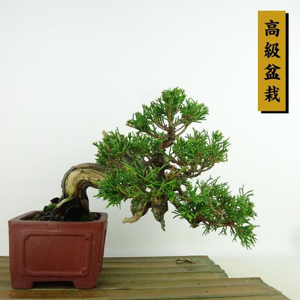haniwa-bonsai_017-221000-02