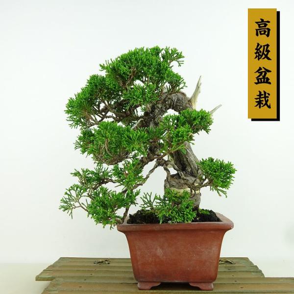 haniwa-bonsai_017-221000-03