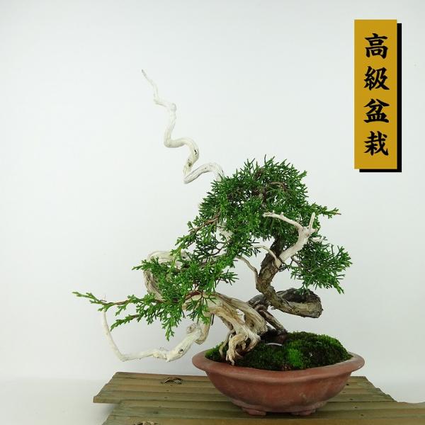 haniwa-bonsai_017-221000-06 haniwa-bonsai_017-221000-06