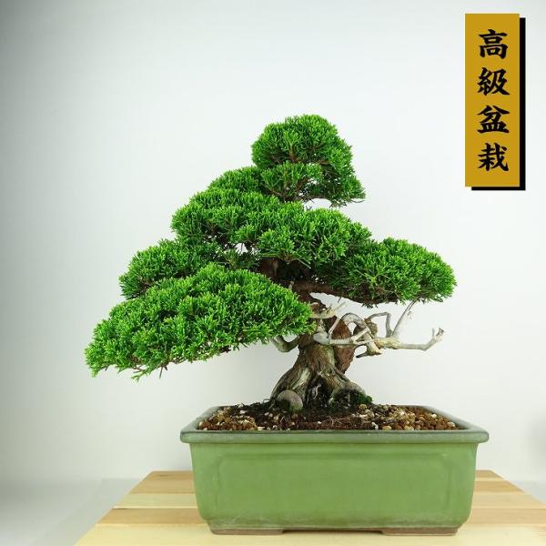 haniwa-bonsai_017-232000-03 haniwa-bonsai_017-232000-03