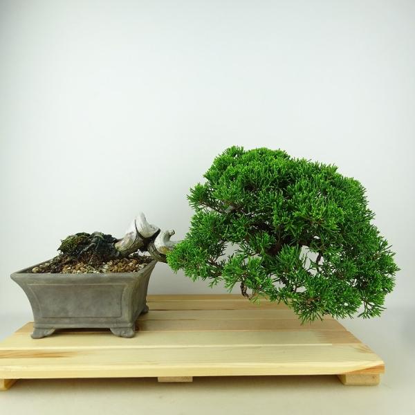 盆栽(ヒバ) 盆栽 真柏 シンパク 石付き | 【公式EC】BONSAI IKUMA