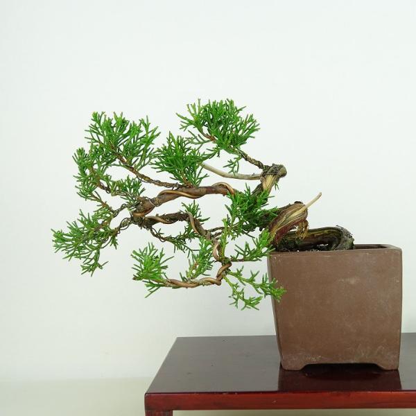 盆栽 真柏 樹高 上下 約11cm しんぱく Juniperus chinensis シンパク