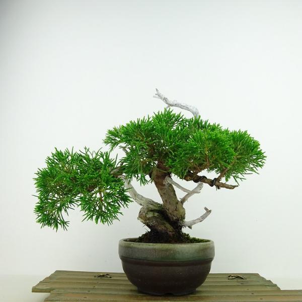 盆栽 真柏 樹高 約18cm しんぱく Juniperus chinensis シンパク 