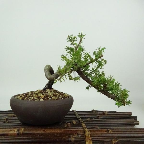 盆栽 松 杜松 樹高 約10cm としょう Juniperus rigida トショウ ヒノキ