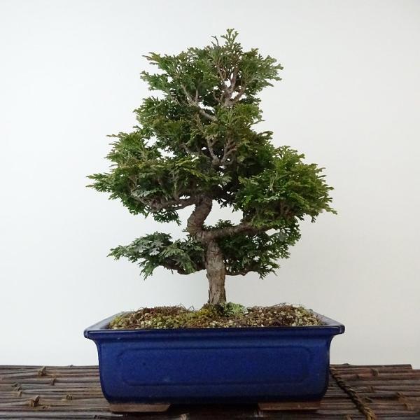 盆栽 桧 津山桧 樹高 約27cm つやまひのき Chamaecyparis obtusa