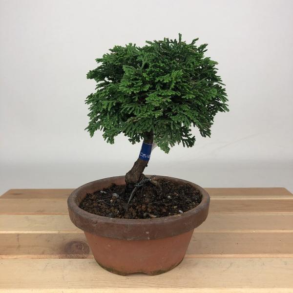 盆栽 桧 津山桧 樹高 約13cm つやまひのき Chamaecyparis obtusa