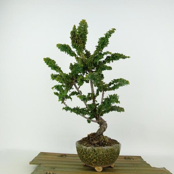 haniwa-bonsai_025-2350-06