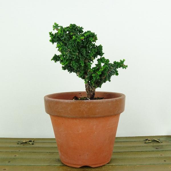 樹種 　石化桧　セッカヒノキ　　(ヒノキ科：常緑樹)サイズ 　樹高 約9センチ　横幅 約10センチ　奥行 約8センチ　幹太 約0.8センチ撮影日 　撮影日　2024/9/6■植物ですので撮影時期や季節によって剪定などの手入れにより写真から変...