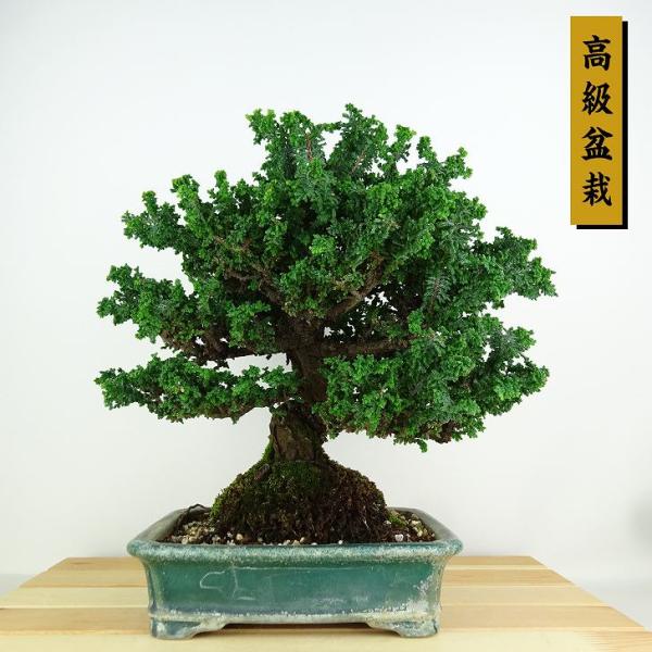 盆栽 桧 石化桧 樹高 約27cm せっかひのき 高級盆栽 Chamaecyparis