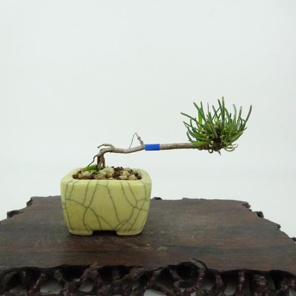 haniwa-bonsai_033-2550-03